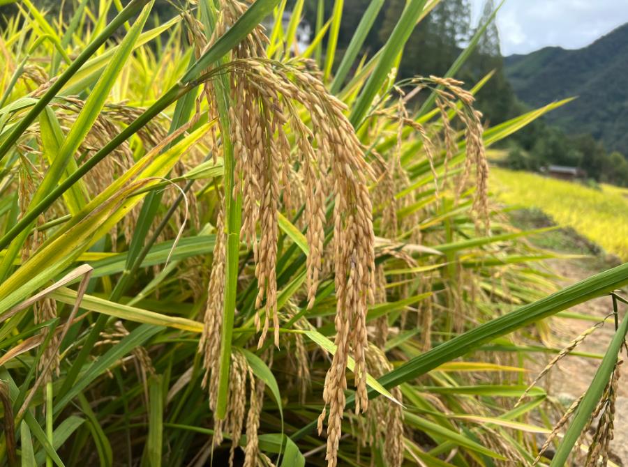 双季稻种植面积达100亩将一次性奖励1万元，多种多奖！福州市九条举措调动农民种粮积极性